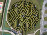 Birds eye view of the maze