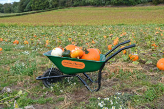 green wheelbarrow containing orange, white and green pumpkins in a pumpkin patch