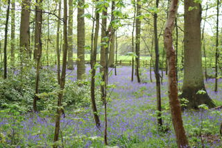 wild bluebells growing in a forest