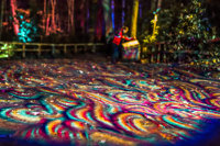 colourful and swirly illuminations projected onto the forest pathway