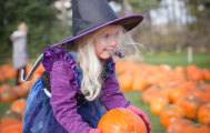 A young girl dressed as a witch choosing her pumpkin in a pumpkin patch