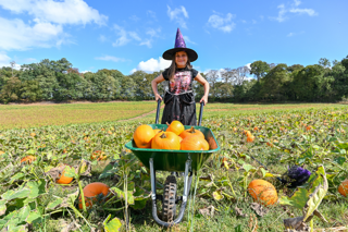 A young girl in a witch's costume holds a wheelbarrow filled with pumpkins in an outdoor pumpkin patch. 