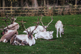 Reindeer