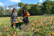 mum and daughter wearing witch costume walking in a pumpkin patch with wheelbarrow of pumpkins