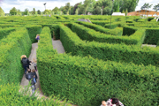 Families walking round the maze