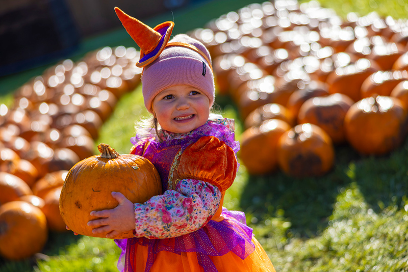 young girl in orange witch costume picking a pumpkin