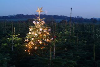 Christmas tree decorated in the middle of a field of christmas trees