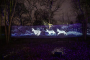  projection of deer running in forest