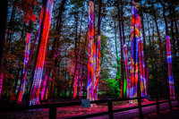 glistening lights amongst the forest trees