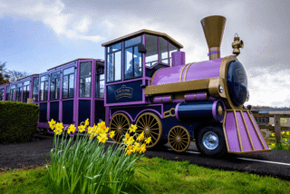 Train driving past daffodils