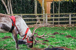 reindeer outside santas grotto
