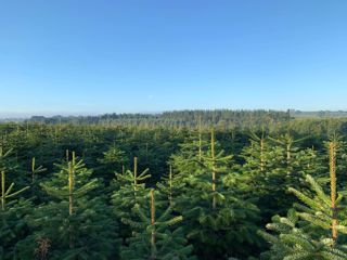 A field of christmas trees