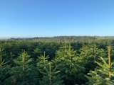 A field of christmas trees