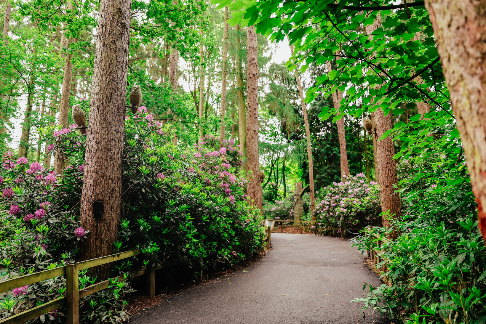 Thumbnail Enchanted Forest