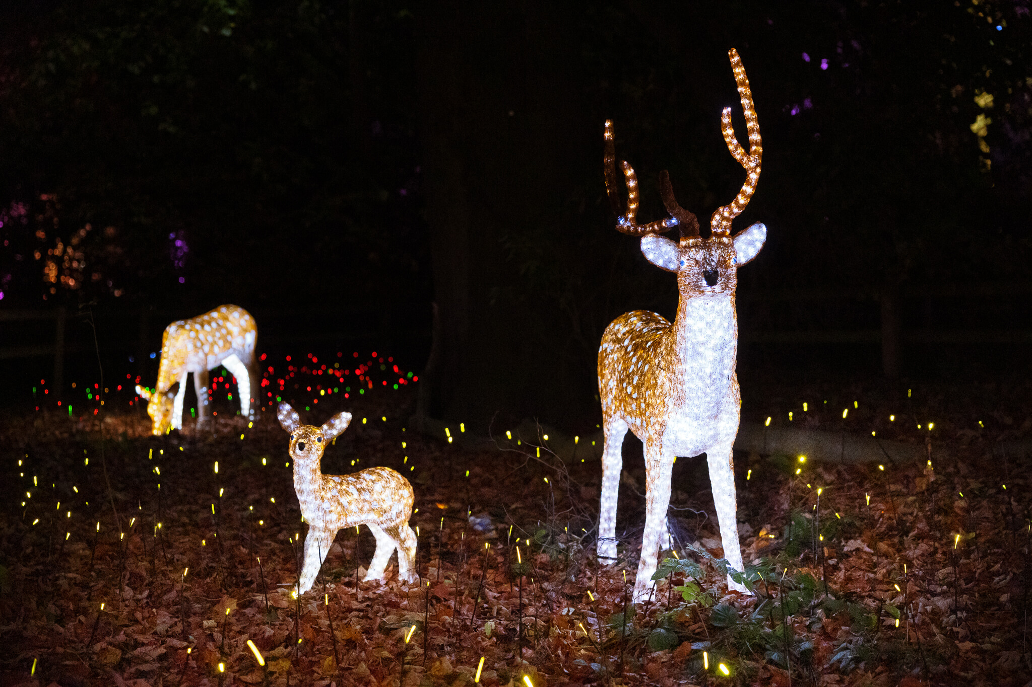 Illuminated deer figures