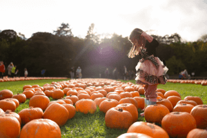 Pumpkin patch at Stockeld Park - Halloween event in Yorkshire
